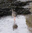 Click image for larger version. 

Name:	Redshank 4.JPG 
Views:	239 
Size:	251.4 KB 
ID:	11957