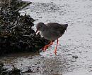 Click image for larger version. 

Name:	Redshank 5.JPG 
Views:	257 
Size:	138.3 KB 
ID:	11958