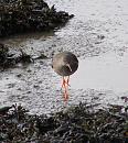 Click image for larger version. 

Name:	Redshank 6.JPG 
Views:	367 
Size:	231.7 KB 
ID:	11959