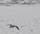 Click image for larger version. 

Name:	Redshank flying off.JPG 
Views:	241 
Size:	90.4 KB 
ID:	11960