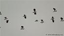 Click image for larger version. 

Name:	lapwing_flight3.jpg 
Views:	267 
Size:	8.8 KB 
ID:	12