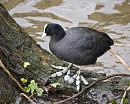Click image for larger version. 

Name:	SH8671 -0912 02-Coot-Fulica_atra.jpg 
Views:	192 
Size:	368.9 KB 
ID:	12001