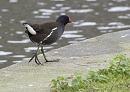 Click image for larger version. 

Name:	SH9386 -0412 09-Moorhen.jpg 
Views:	159 
Size:	350.6 KB 
ID:	12027