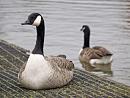 Click image for larger version. 

Name:	SH9024 -0912 02-Canada_Goose-Branta_canadensis.jpg 
Views:	472 
Size:	338.5 KB 
ID:	12058