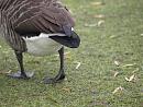 Click image for larger version. 

Name:	SH9130 -0412 09-Canada_Goose.jpg 
Views:	208 
Size:	372.3 KB 
ID:	12060
