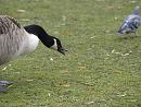 Click image for larger version. 

Name:	SH9086 -0412 09-Canada_Goose.jpg 
Views:	150 
Size:	296.0 KB 
ID:	12223