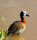 Click image for larger version. 

Name:	duck and reeds-jpg.jpg 
Views:	233 
Size:	274.4 KB 
ID:	1227