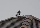 Click image for larger version. 

Name:	Pied Crow 2 - 02-2007.jpg 
Views:	238 
Size:	99.9 KB 
ID:	12319