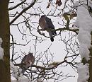 Click image for larger version. 

Name:	pigeons_P1083643.jpg 
Views:	156 
Size:	331.9 KB 
ID:	12353