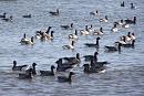 Click image for larger version. 

Name:	Brent Geese.JPG 
Views:	219 
Size:	600.9 KB 
ID:	12462