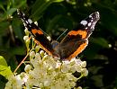 Click image for larger version. 

Name:	red-admiral.jpg 
Views:	176 
Size:	306.6 KB 
ID:	1247