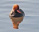 Click image for larger version. 

Name:	Red crested Pochard sml.jpg 
Views:	300 
Size:	28.6 KB 
ID:	12494