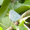 Click image for larger version. 

Name:	pale blue butterfly.jpg 
Views:	596 
Size:	97.4 KB 
ID:	1256