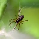 Click image for larger version. 

Name:	Little Spider.jpg 
Views:	539 
Size:	113.1 KB 
ID:	1262