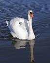 Click image for larger version. 

Name:	7. Mute Swan on Sturt Pond.JPG 
Views:	436 
Size:	525.6 KB 
ID:	12621