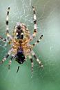 Click image for larger version. 

Name:	spider and web.jpg 
Views:	198 
Size:	324.9 KB 
ID:	1263
