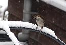 Click image for larger version. 

Name:	SH4278 -1001 13-SParrow snow.jpg 
Views:	177 
Size:	273.9 KB 
ID:	12644