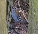 Click image for larger version. 

Name:	water_rail_P2204755.jpg 
Views:	211 
Size:	222.5 KB 
ID:	12760