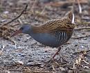Click image for larger version. 

Name:	water_rail-P2204792.jpg 
Views:	212 
Size:	186.0 KB 
ID:	12761