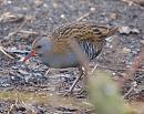 Click image for larger version. 

Name:	water_rail_P2204647.jpg 
Views:	213 
Size:	366.7 KB 
ID:	12764