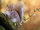 Click image for larger version. 

Name:	Grey Squirrel.JPG 
Views:	144 
Size:	108.7 KB 
ID:	12828