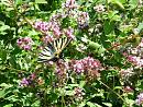 Click image for larger version. 

Name:	Cernay July 07 - 0610 - Zebra Swallowtail - SHRUNK.jpg 
Views:	203 
Size:	231.1 KB 
ID:	1295