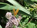 Click image for larger version. 

Name:	SHRUNK - Cernay July 07 - 0456 - queen of spain fritillary (issoria lathonia).jpg 
Views:	174 
Size:	199.7 KB 
ID:	1311