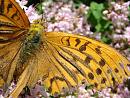 Click image for larger version. 

Name:	SHRUNK - Cernay July 07 - 0468 - queen of spain fritillary (issoria lathonia).jpg 
Views:	178 
Size:	228.6 KB 
ID:	1312