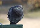 Click image for larger version. 

Name:	SH6475 -1003 05-Pigeon.jpg 
Views:	182 
Size:	289.1 KB 
ID:	13139