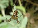 Click image for larger version. 

Name:	SH0750 -0808 06-Spider.jpg 
Views:	332 
Size:	289.2 KB 
ID:	13189