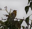 Click image for larger version. 

Name:	SH5320 -1003 28-Robin-Erithacus_Rubecula.jpg 
Views:	174 
Size:	369.5 KB 
ID:	13202