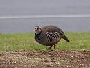 Click image for larger version. 

Name:	red-legged_partridge_P3274982.jpg 
Views:	365 
Size:	123.3 KB 
ID:	13205