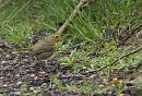 Click image for larger version. 

Name:	SH7613 -1003 31-Robin-Erithacus_rubecula.jpg 
Views:	157 
Size:	372.5 KB 
ID:	13213