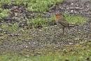 Click image for larger version. 

Name:	SH7631 -1003 31-Robin-Erithacus_rubecula.jpg 
Views:	158 
Size:	281.3 KB 
ID:	13214