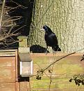 Click image for larger version. 

Name:	Rook and Squirrel box.JPG 
Views:	311 
Size:	589.7 KB 
ID:	13237