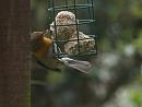 Click image for larger version. 

Name:	SH7858 -1004 02-Robin-Erithacus_rubecula.jpg 
Views:	227 
Size:	260.6 KB 
ID:	13240
