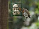 Click image for larger version. 

Name:	SH7865 -1004 02-Robin-Erithacus_rubecula.jpg 
Views:	212 
Size:	228.8 KB 
ID:	13243