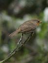 Click image for larger version. 

Name:	SH7869 -1004 02-Robin-Erithacus_rubecula.jpg 
Views:	300 
Size:	220.3 KB 
ID:	13244