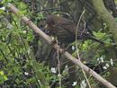 Click image for larger version. 

Name:	SH8349 -1004 05-Blackbird-Turdus_merula.jpg 
Views:	199 
Size:	266.5 KB 
ID:	13260