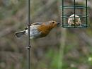 Click image for larger version. 

Name:	SH8304 -1004 05-Robin-Erithacus_rubecula.jpg 
Views:	192 
Size:	327.2 KB 
ID:	13264