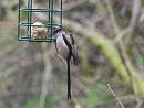 Click image for larger version. 

Name:	SH8340 -1004 05-Long tailed Tit-Aegithalos_caudatus.jpg 
Views:	206 
Size:	263.0 KB 
ID:	13266