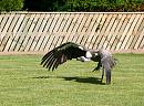 Click image for larger version. 

Name:	Vulture in flight.jpg 
Views:	198 
Size:	350.2 KB 
ID:	1329