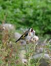 Click image for larger version. 

Name:	Goldfinch 1.jpg 
Views:	219 
Size:	121.4 KB 
ID:	1330