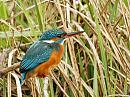 Click image for larger version. 

Name:	Alcedo_atthis.jpg 
Views:	264 
Size:	161.8 KB 
ID:	13302