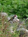 Click image for larger version. 

Name:	Goldfinch 2.jpg 
Views:	217 
Size:	128.5 KB 
ID:	1331