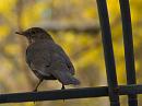 Click image for larger version. 

Name:	SH8808 -1004 06-Blackbird-Turdus_merula.jpg 
Views:	280 
Size:	381.2 KB 
ID:	13314