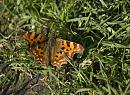 Click image for larger version. 

Name:	SH9390 -1001 08-Comma Butterfly-Polygonia_c-album.jpg 
Views:	157 
Size:	399.5 KB 
ID:	13327