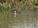 Click image for larger version. 

Name:	SH9910 -1004 09-Great_Crested_Grebe-Podiceps_cristatus.jpg 
Views:	203 
Size:	360.6 KB 
ID:	13340