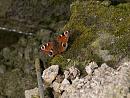 Click image for larger version. 

Name:	SH9633 -1004 09-Peacock Butterfly-Inachis_io.jpg 
Views:	141 
Size:	284.7 KB 
ID:	13351