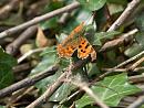 Click image for larger version. 

Name:	SH9748 -1004 09-Comma-Polygonia_c-album.jpg 
Views:	375 
Size:	324.0 KB 
ID:	13369